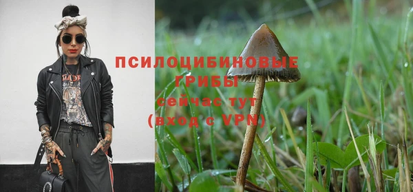 крисы Ачинск